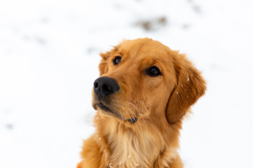 Obraz premium Portrait of young golden retriever puppy dog in white snow
