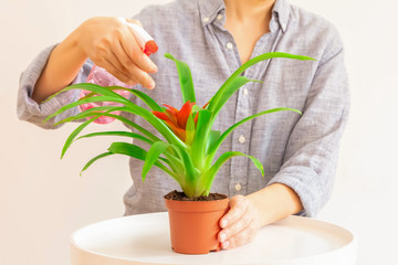 Young woman spraying Guzmania plant in a pot on light neutral background. Plant care concept