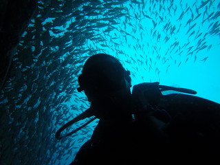 Diver & Fish