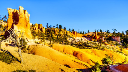 Sunrise over the vermilion and yellow colored Hoodoos on the Navajo Trail in Bryce Canyon National...