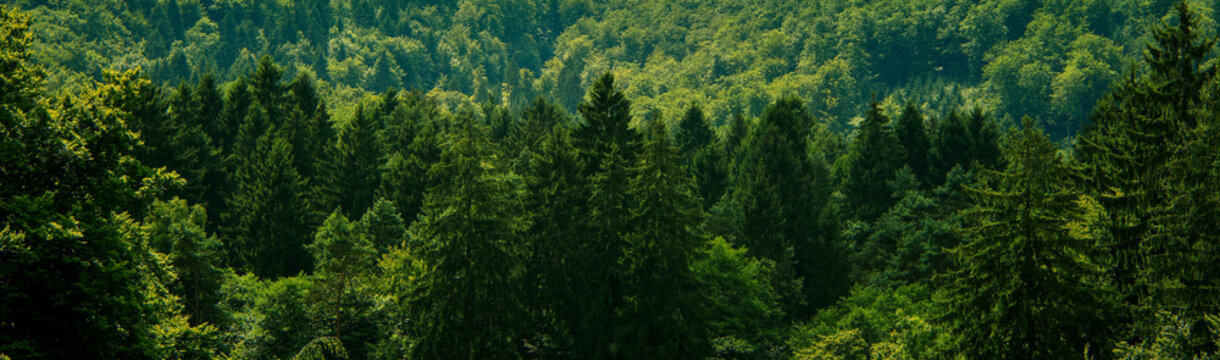 Dark green forest landscape, outdoor exploration of nature
