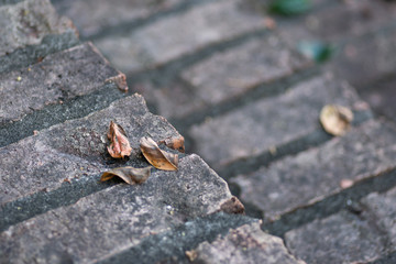 Fallen Leaves and Steps to Home Showing Background Blur