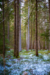 cold forest