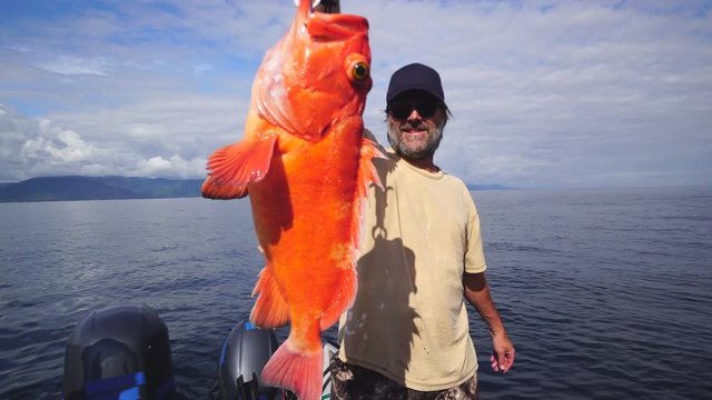 Happy Alaskan Fisherman. Yelloweye rockfish (Sebastes ruberrimus) is a non-pelagic rockfish inhabiting the north pacific including Alaska.