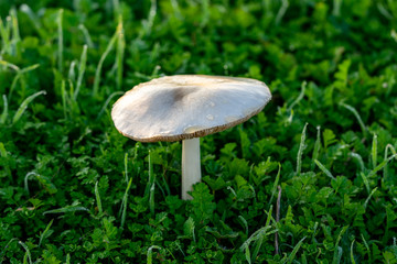 mushroom in grass
