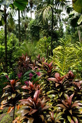 Obraz premium Orchid Garden