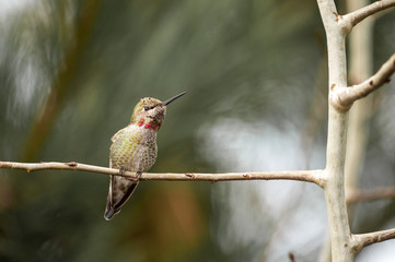 Hummingbird on branch