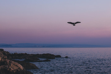 seagull flying over the sea
