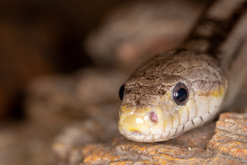 Ratsnake on rock surface frontal shot