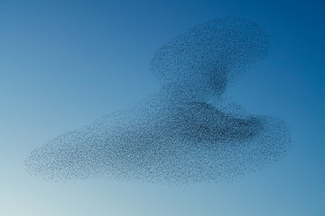 Beautiful large flock of starlings. During January and February, hundreds of thousands of starlings...