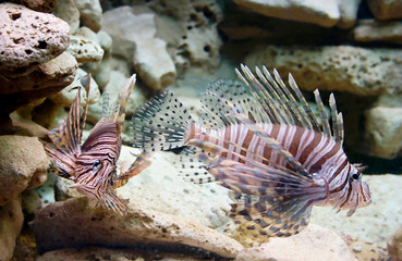 Lionfish couple