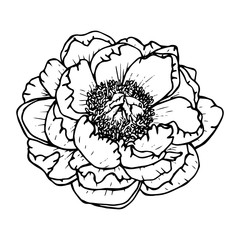 Peony flower outline drawing in black isolated on white background, vector illustration