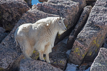 Fototapeta na wymiar Female wild goat on Mt. Evans brings her baby down the mountain to feed.