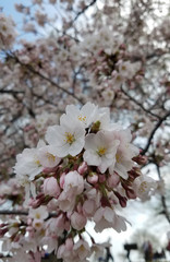 Blooming cherry tree flowers close-up