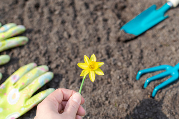 Females hand is holding yellow narcissus flower in the garden. Gardening tools (shovel and rake) and gloves are lying on the ground at the background.
