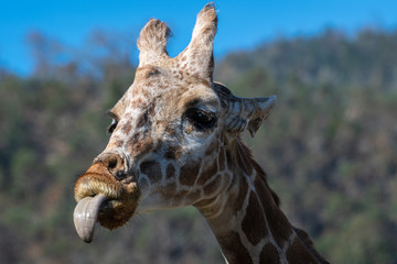 Giraffe sticking out his tongue