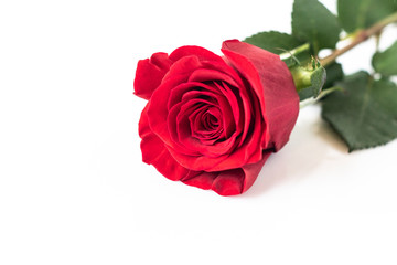 Beautiful red rose isolated on white background 