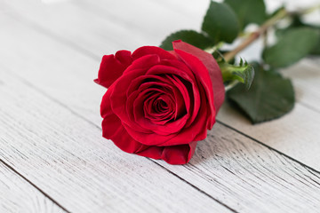 Single red rose, isolated on a wooden background 