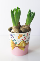 Hyacinth. Spring flower in a colorful pot on a white background