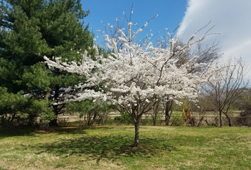 Blooming cherry tree in spring