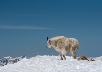 Naklejka premium Female wild goat on Mt. Evans brings her baby down the mountain to feed.