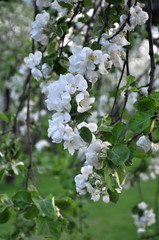 Blossoming branch of apple tree close up with apple orchard on background