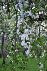 Blossoming branch of apple tree close up with apple orchard on background