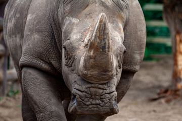 Fototapeta premium Big black rhino in nature close-up