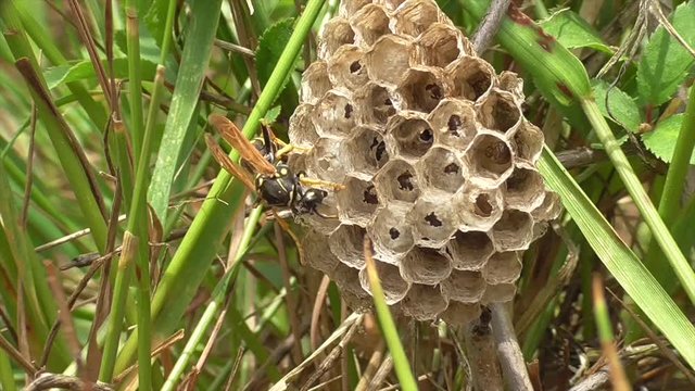 Feldwespen K&ouml;niginnen versorgen Brut im Nest