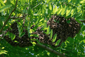 Swarm of honey bees on a branch of a Black locust tree