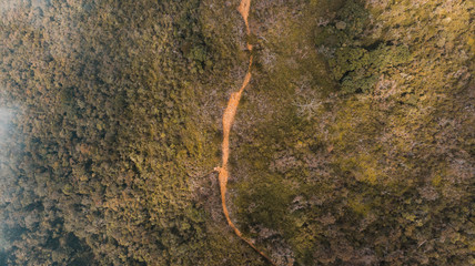 Drone Footage in Medellin Antioquia of the  tree in the forest