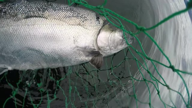 Fisherman fighting and netting Salmon in the fertile waters of  Southeast Alaska. Salmon Fishing is big sport both recreational and commercial.