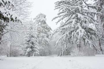 Frozen trees in a forest covered with snow