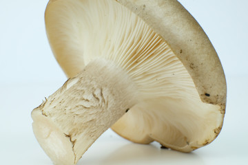 Isolated clouded agaric or cloud funnel mushroom on a white background, scientific name Clitocybe...