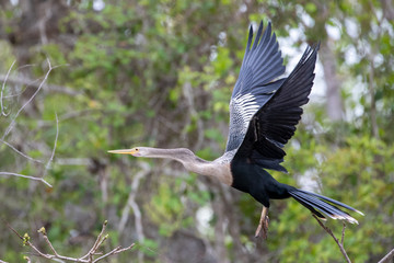 Freigestellter weiblicher Schlangenhalsvogel im Flug vor Wald