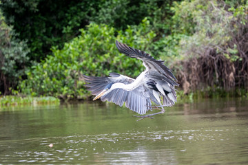 Fototapeta premium Ein Cocoireiher will fliegend einen im Fluss schwimmenden Fisch erbeuten