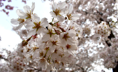 Blooming cherry tree flower cluster