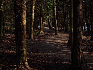 Dark shadowy path through woods forest