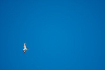 White seagulls on a background of blue sky. Birds on the coast. A clear, cloudless sky. Graceful flight and soaring above. The pleasure of the air and the joy of being. Day, cold, sunny.