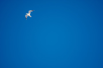 White seagulls on a background of blue sky. Birds on the coast. A clear, cloudless sky. Graceful flight and soaring above. The pleasure of the air and the joy of being. Day, cold, sunny.