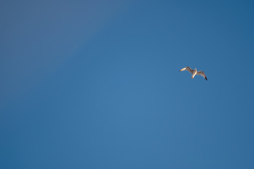 White seagulls on a background of blue sky. Birds on the coast. A clear, cloudless sky. Graceful flight and soaring above. The pleasure of the air and the joy of being. Day, cold, sunny.