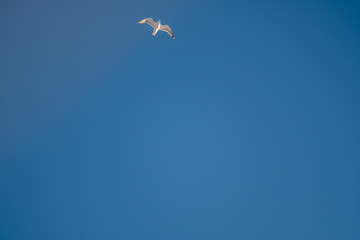 White seagulls on a background of blue sky. Birds on the coast. A clear, cloudless sky. Graceful flight and soaring above. The pleasure of the air and the joy of being. Day, cold, sunny.