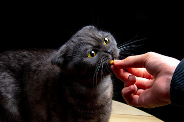 Scottish gray cat eats feed from hand