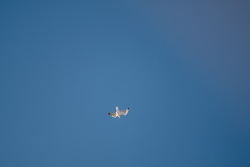 White seagulls on a background of blue sky. Birds on the coast. A clear, cloudless sky. Graceful flight and soaring above. The pleasure of the air and the joy of being. Day, cold, sunny.