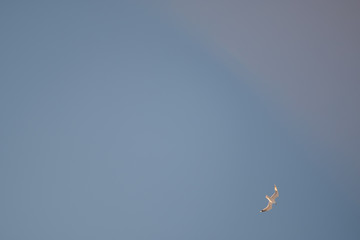 White seagulls on a background of blue sky. Birds on the coast. A clear, cloudless sky. Graceful flight and soaring above. The pleasure of the air and the joy of being. Day, cold, sunny.