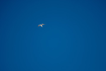 White seagulls on a background of blue sky. Birds on the coast. A clear, cloudless sky. Graceful flight and soaring above. The pleasure of the air and the joy of being. Day, cold, sunny.
