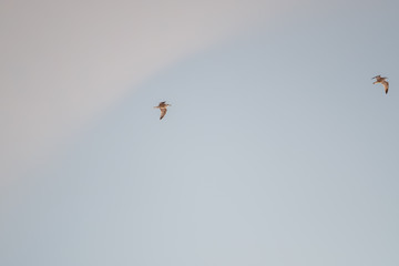 White seagulls on a background of blue sky. Birds on the coast. A clear, cloudless sky. Graceful flight and soaring above. The pleasure of the air and the joy of being. Day, cold, sunny.