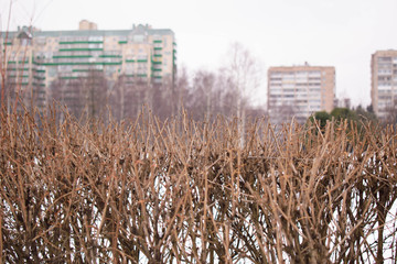 branches of a bush with thorns in the park on the background of residential buildings