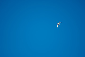 White seagulls on a background of blue sky. Birds on the coast. A clear, cloudless sky. Graceful flight and soaring above. The pleasure of the air and the joy of being. Day, cold, sunny.
