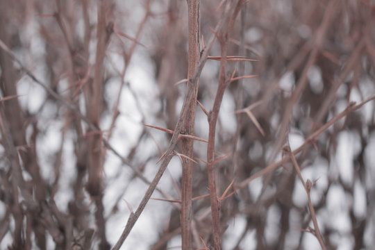 bare branches of a bush with thorns in a park in winter